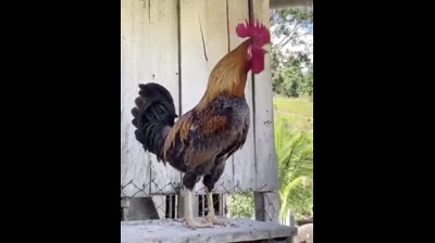 METAL ROOSTER