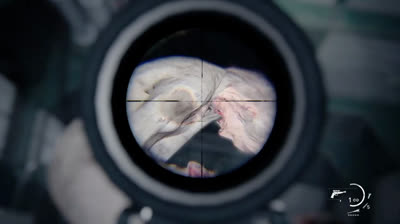 LE CORDYCEPS DE THE LAST OF US